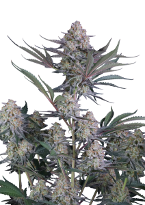Lemon Tree Auto™